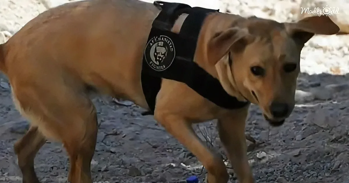 A tan dog wearing a black vest with a logo stands on a rocky surface.