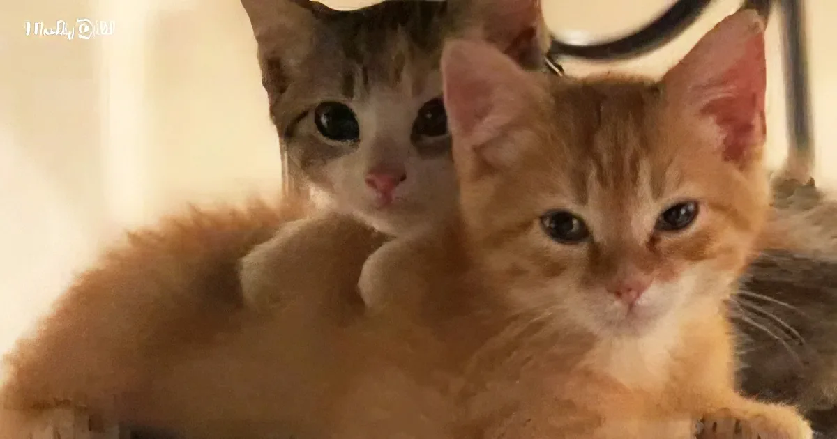 Two adorable kittens, one orange and one gray, cuddling closely together.