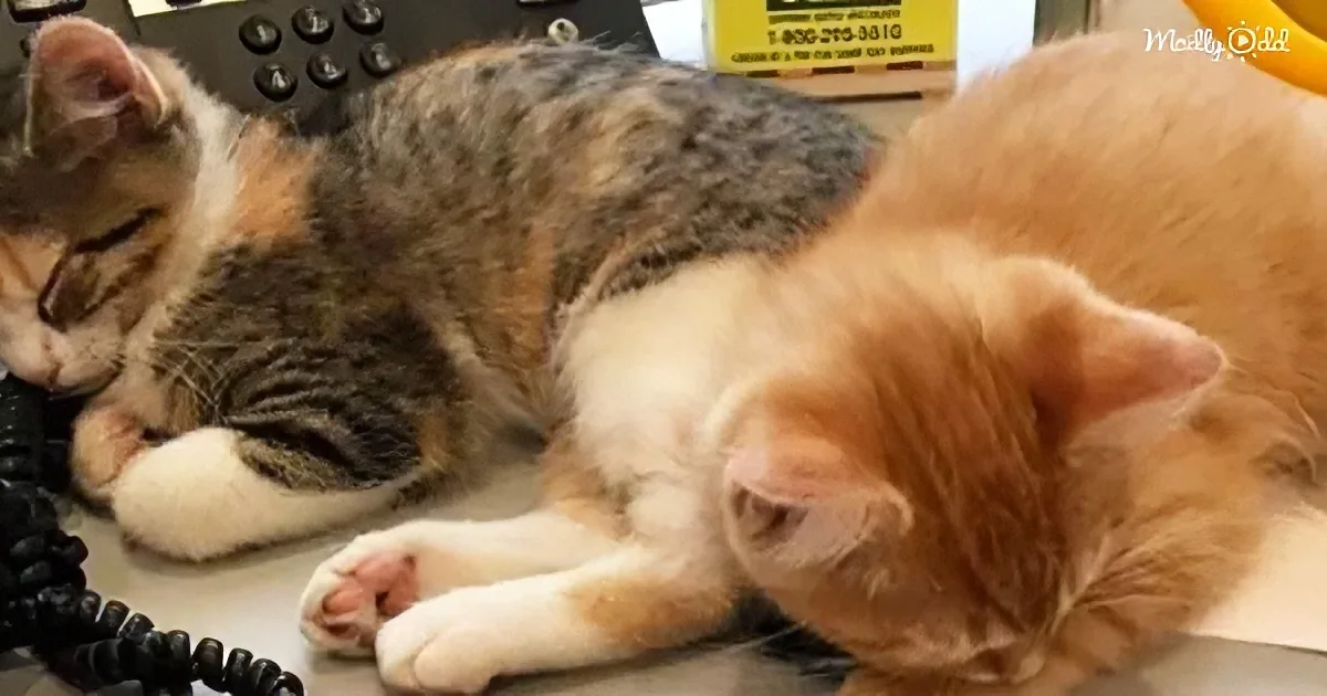 Two cats, one calico and one orange, are lounging together on a desk, appearing relaxed and sleepy.