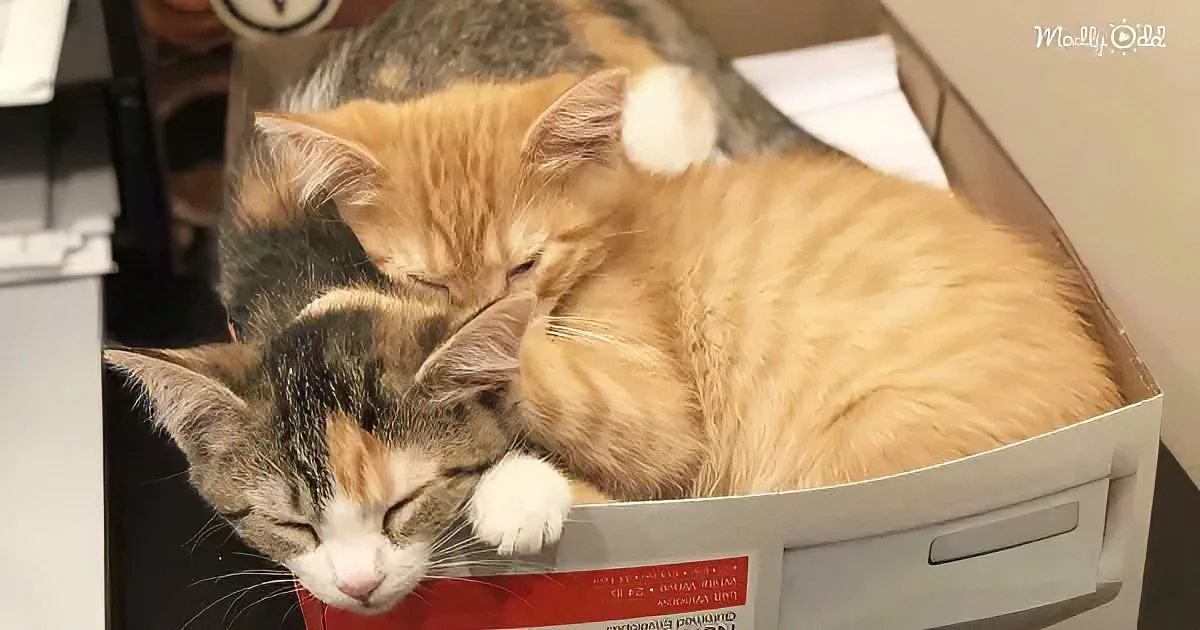 Two cats, one orange and one calico, are cuddling and sleeping together in a white box.