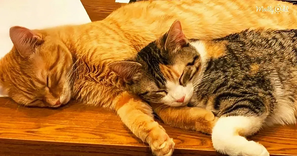 Two cats, one orange and one tabby, are cuddling and sleeping together on a wooden surface.