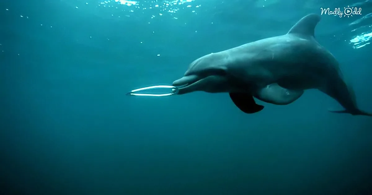 Friendly Wild Dolphins Play With Their New Toys for Hours