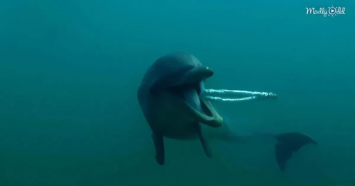 Friendly wild dolphin