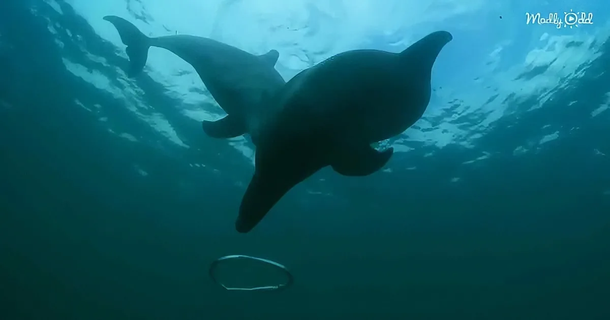 Friendly wild dolphins