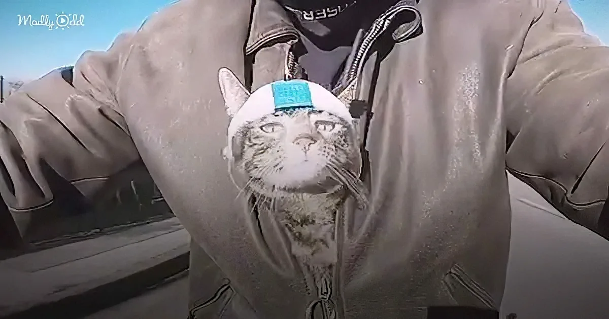A cat wearing a white hat with a blue band is peeking out from a person's jacket pocket.