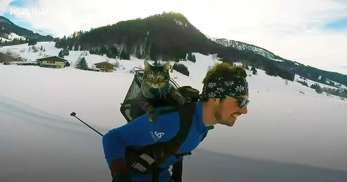 A man in a blue jacket carries a cat on his back while skiing in a snowy mountain landscape.