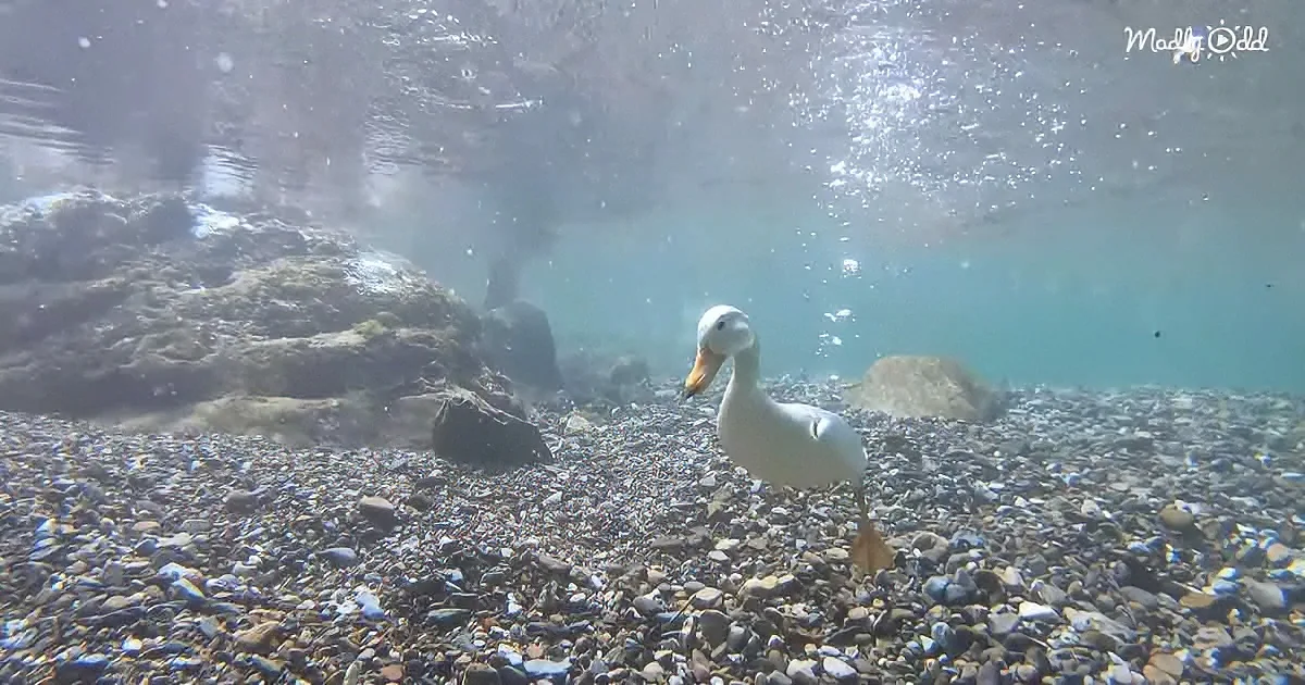 Diving with a duck