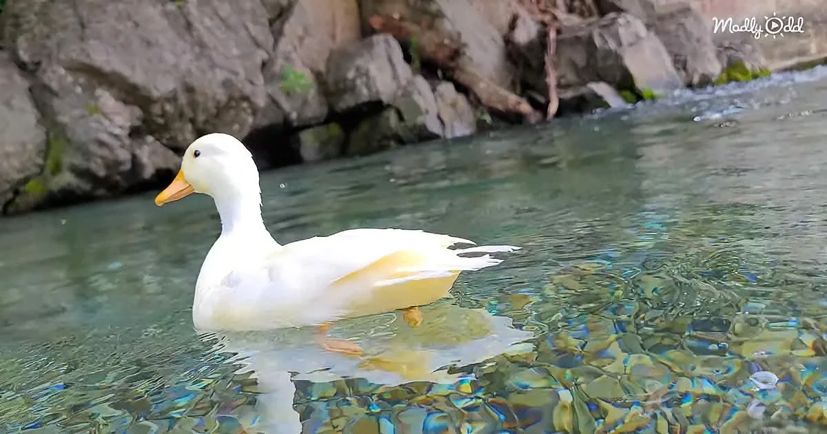 Diving with a duck
