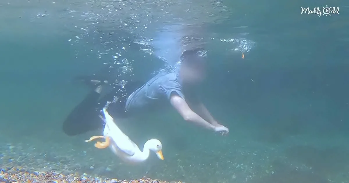 Diving With a Duck in Crystal Clear Waters