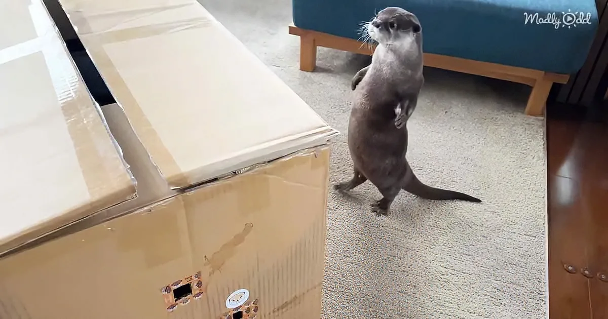 Otter Siblings Get a Pleasant Surprise Inside a Giant Box