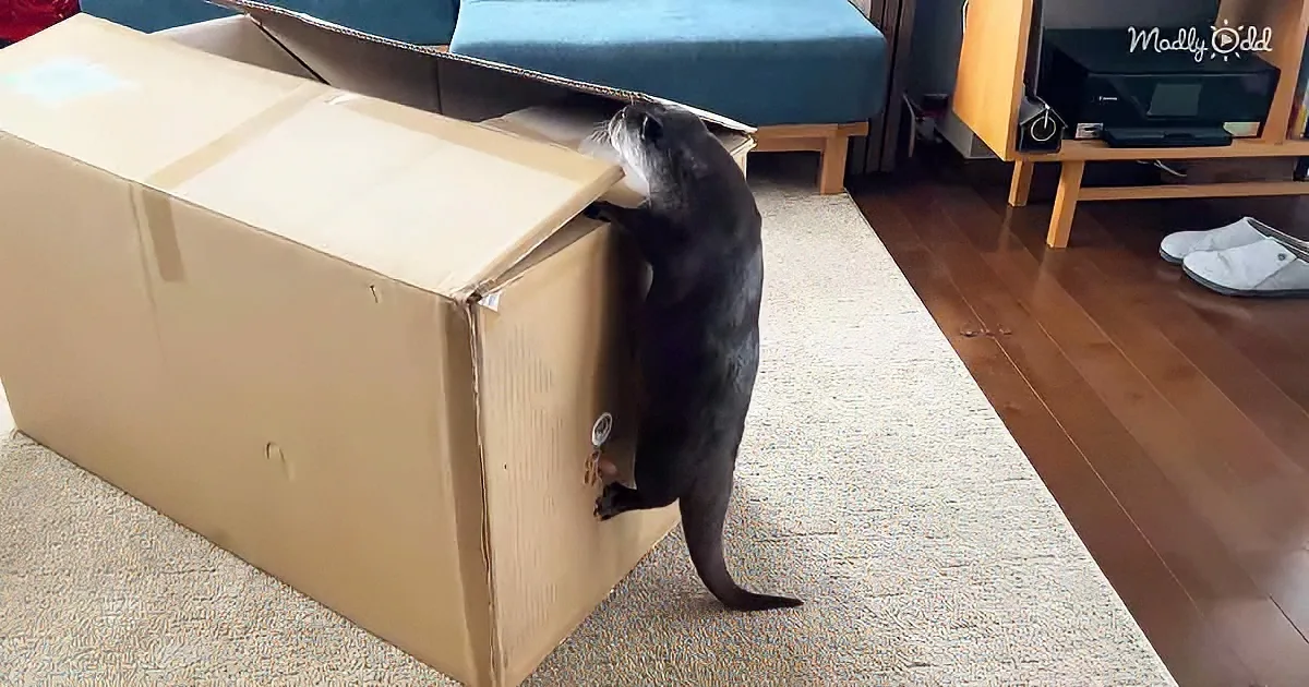 An otter stands on its hind legs, gripping a large cardboard box in a living room.
