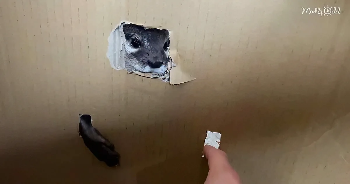 A small animal peers through a hole in a cardboard box, with a finger pointing at it.