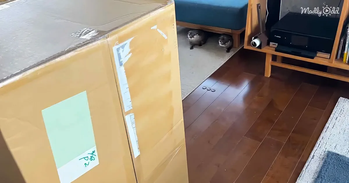 Two otters peek out from under a couch, with a large cardboard box in the foreground.