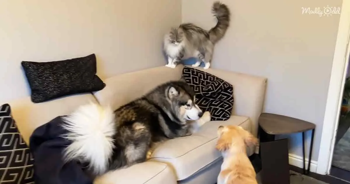 A fluffy cat sits on a beige couch, while a husky dog and a golden retriever look up at it.
