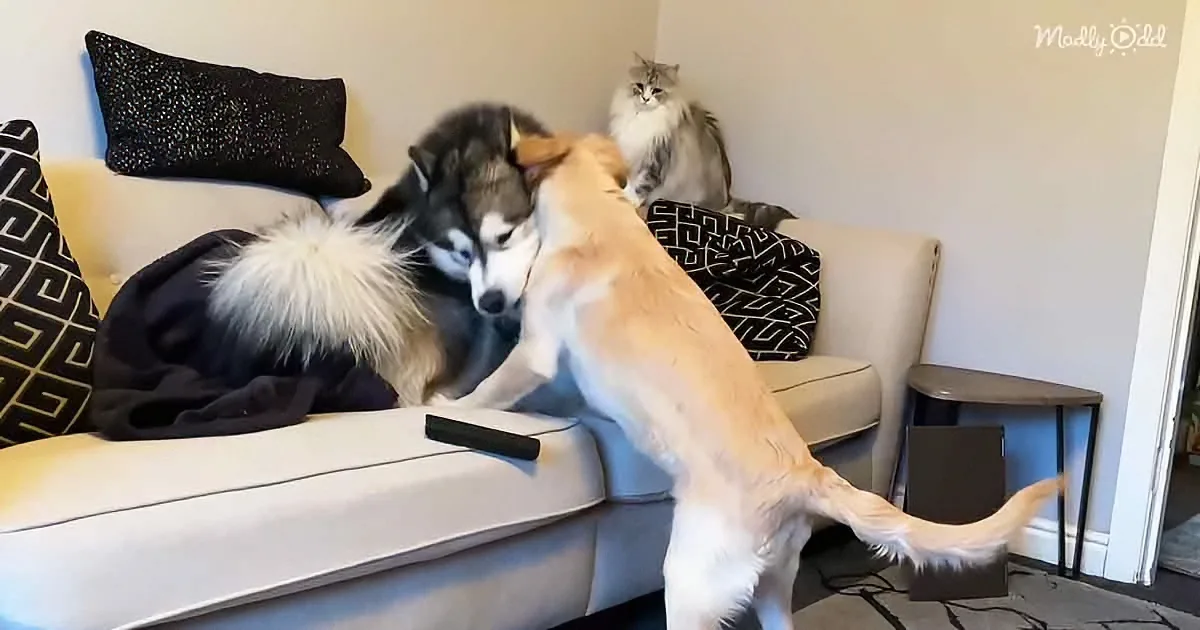 Energetic Golden Retriever Puppy Beats up Husky While Cat Watches