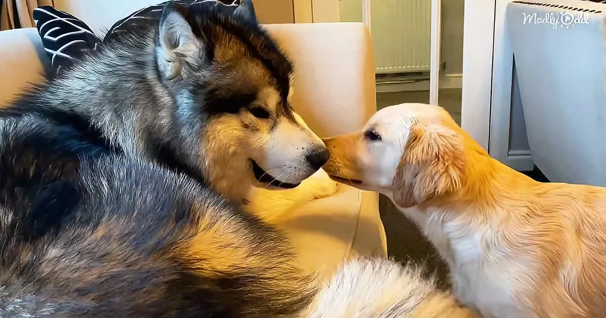 A large Alaskan Malamute and a smaller Golden Retriever are playfully interacting, with the Malamute gently nuzzling the...