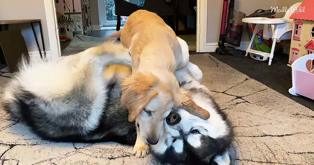 Two dogs, one golden and one husky, are playfully interacting on a carpeted floor in a cozy home setting.