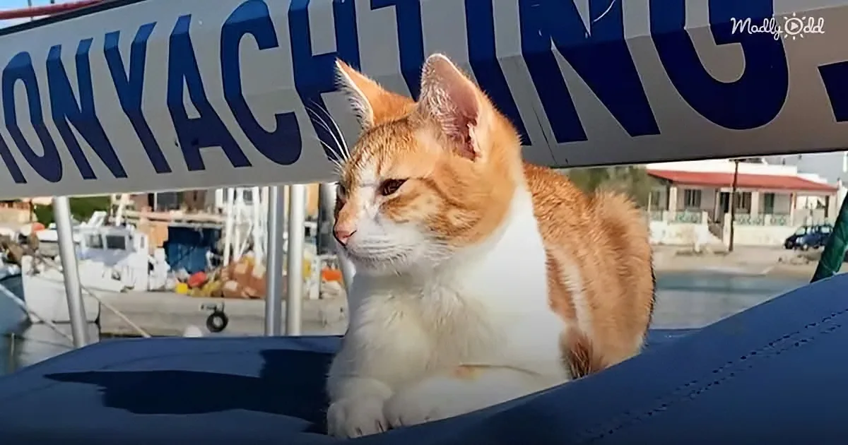 Kitty Pirate Thinks He Owns All the Boats in the Harbor