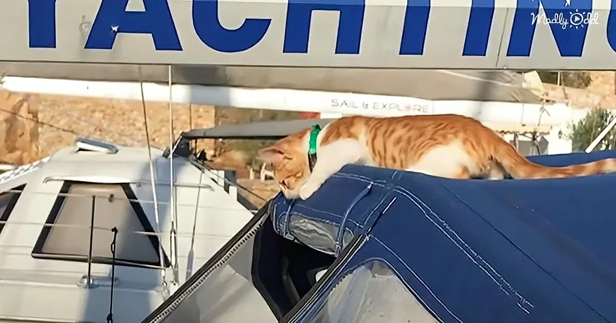 An orange tabby cat with a green collar lounges on a blue boat's edge, basking in sunlight.