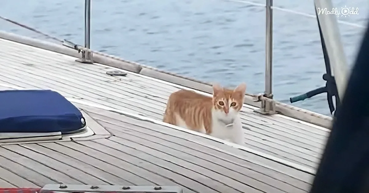 An orange and white cat sits on a wooden boat deck, gazing toward the camera.