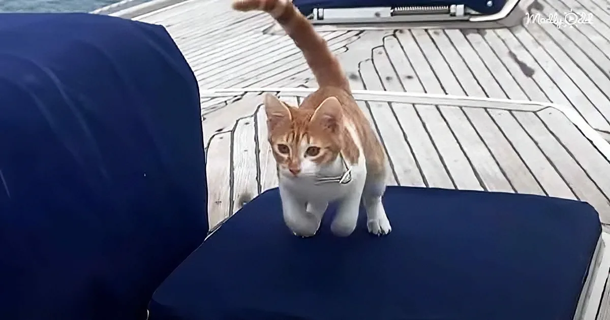 An orange and white cat stands on a blue cushion, reaching up with one paw, on a wooden deck.