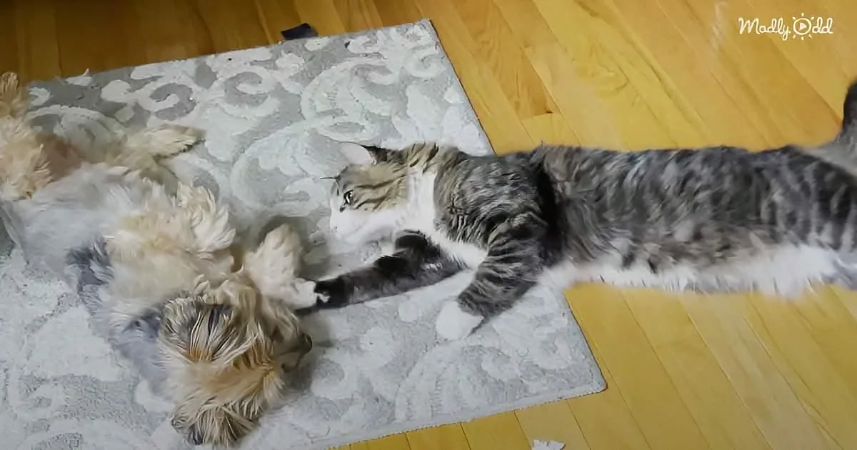 Grumpiest Yorkie Meets Annoying Cat Sibling Intrigued With Cartoons