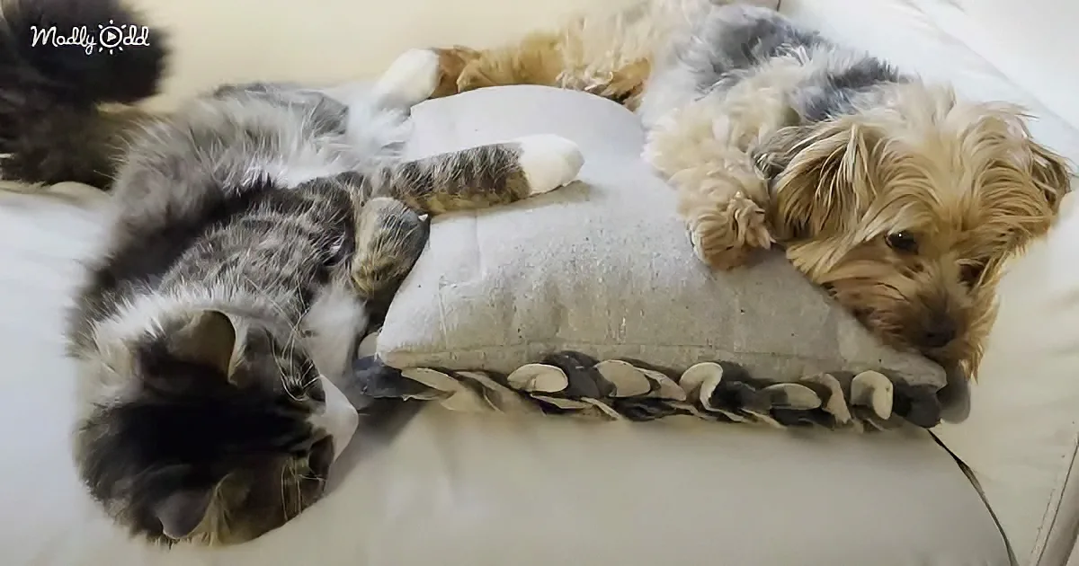 Yorkie meets cat sibling