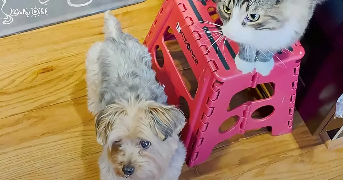 Yorkie meets cat sibling