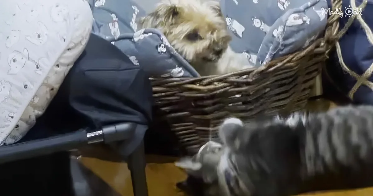 Yorkie meets cat sibling