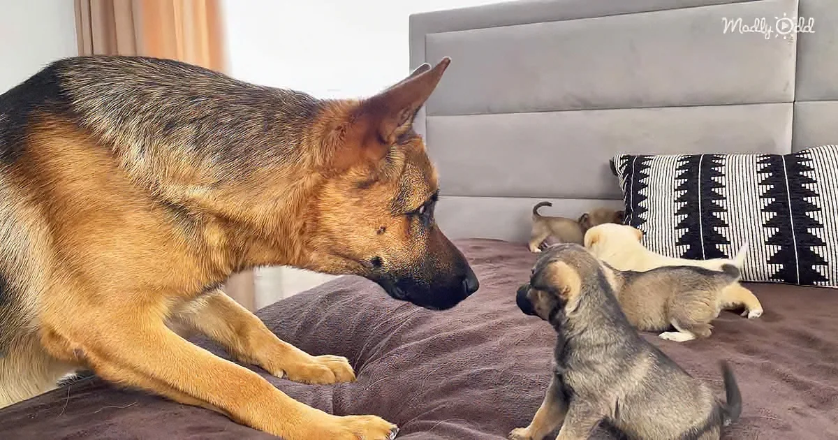 Curious German Shepherd Approached by Puppy Wag-a-Thon
