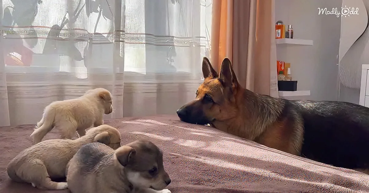 German Shepherd and puppies