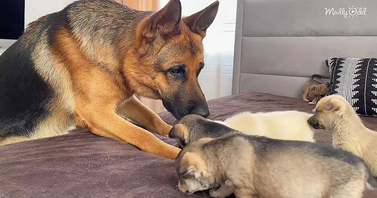 German Shepherd and puppies