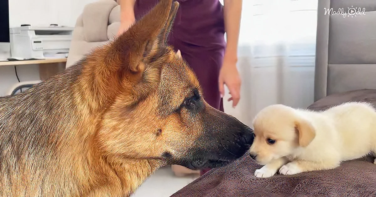 German Shepherd and puppy