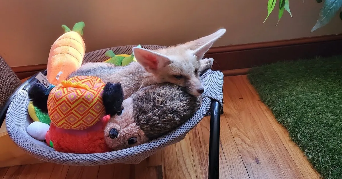Pet Fox Likes to Merge With His Collection of Plushies