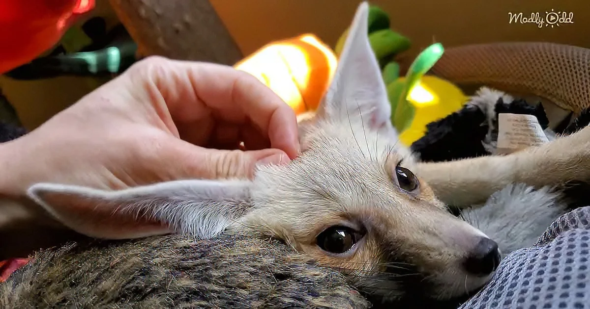 A person gently pets a small, light-colored fox with large ears, lying on a patterned surface.