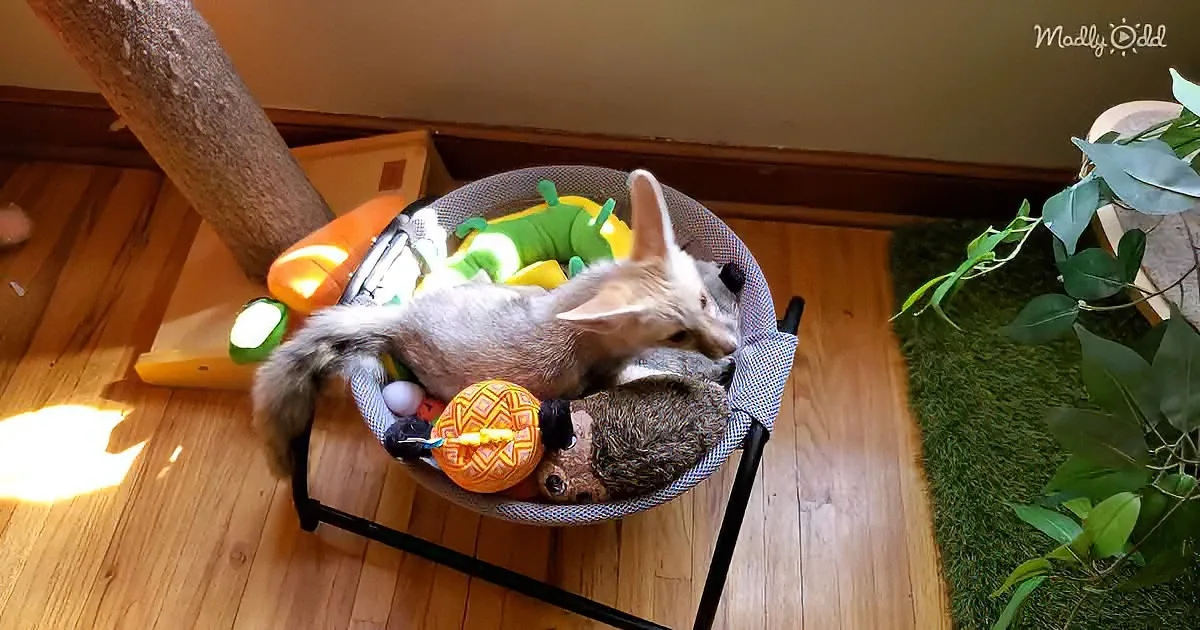 Pet foxPet fox