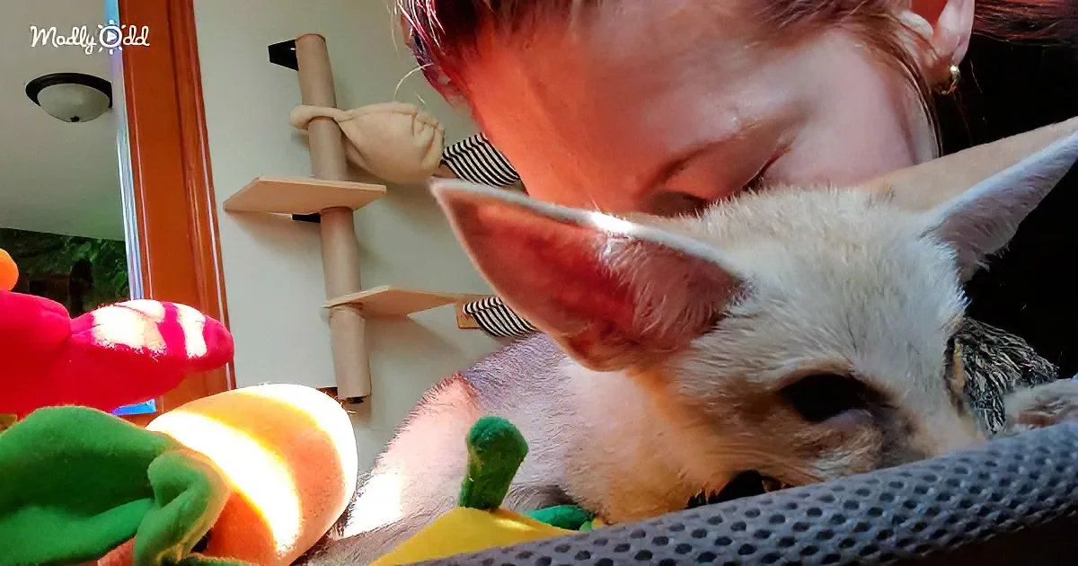A white cat with large ears rests on a person's lap, surrounded by colorful toys.