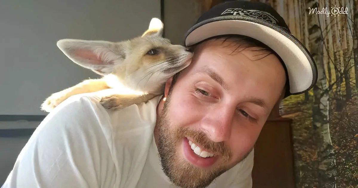Stunningly Affectionate Pet Fox Spends a Lazy Day With Dad and Mom