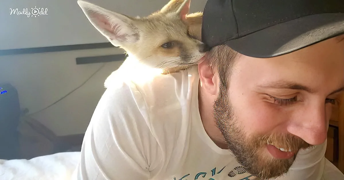 Pet fox and human dad