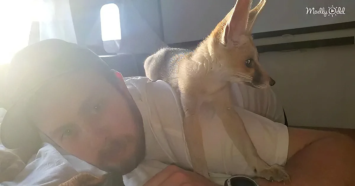 Pet fox and human dad