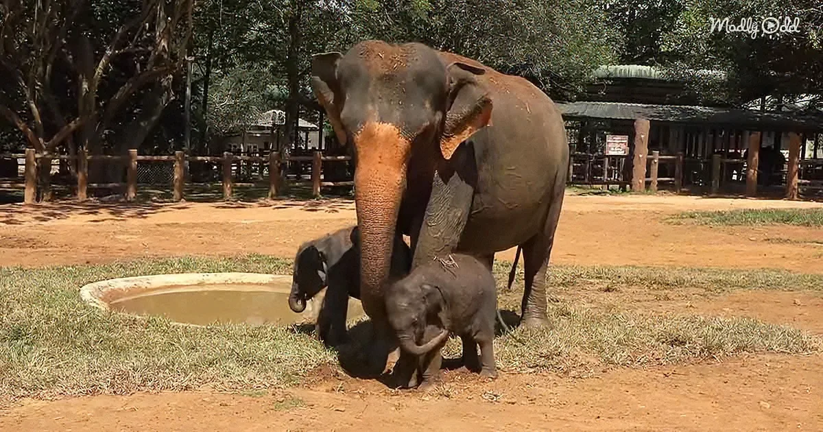 Twin Baby Elephants Imitate Their Mother's Every Move