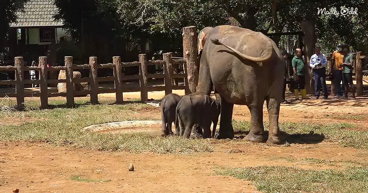 Twin baby elephants and their mother
