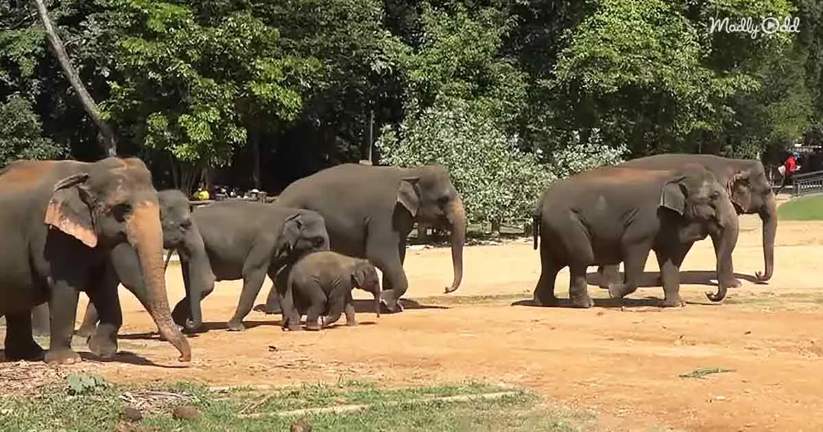 Twin baby elephants and their mother