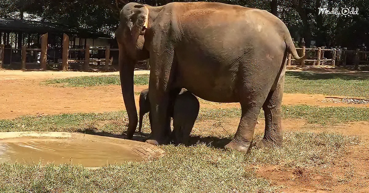 Twin baby elephants and their mother