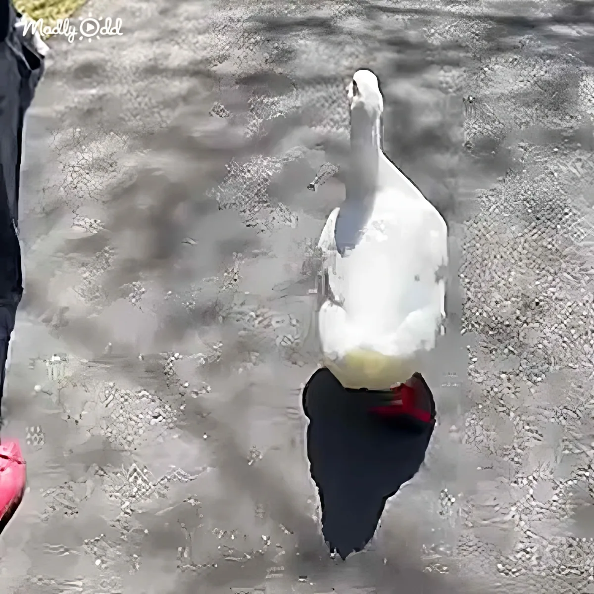Duck running marathon