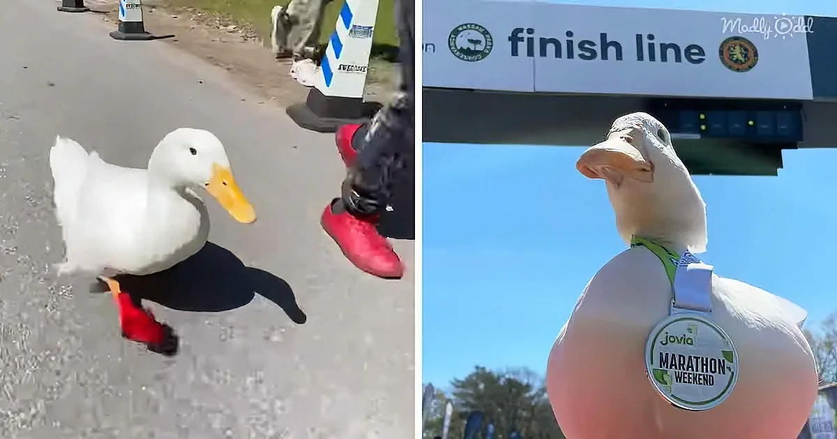 Duck Wears Running Shoes for Marathon, Wins Medal & T-Shirt