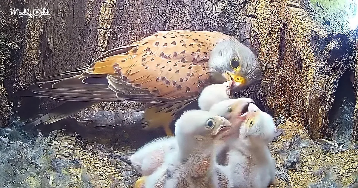A kestrel bird feeds its chicks in a nest, surrounded by hungry, open-beaked babies.