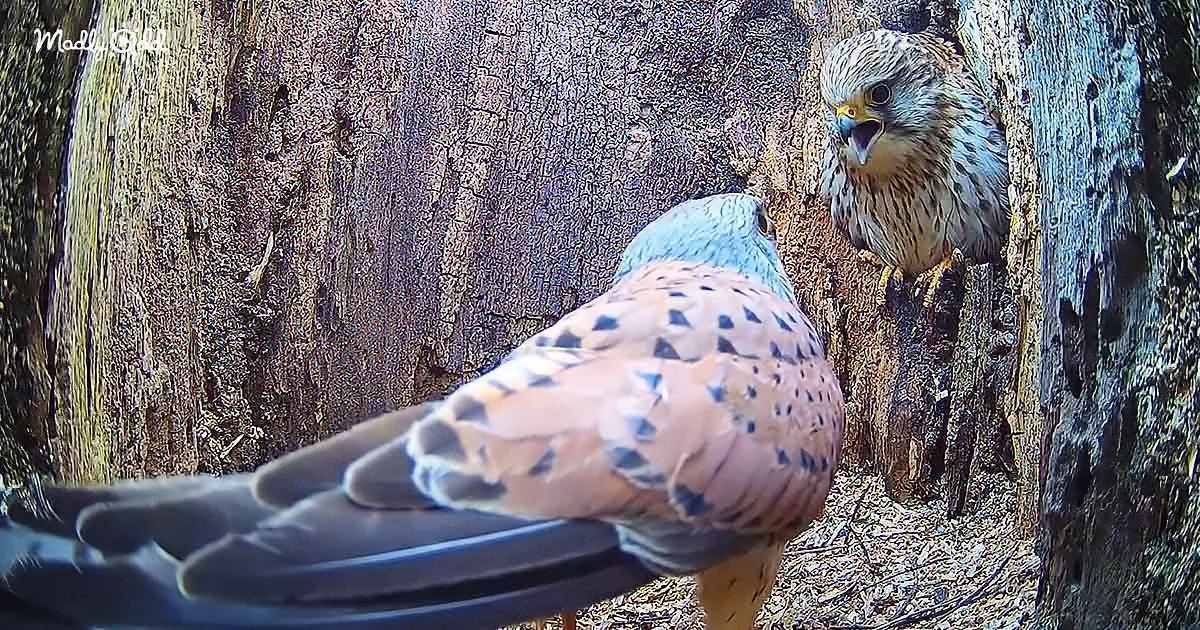 A Real-Life Love Story of Two Very Different Kestrel Birds
