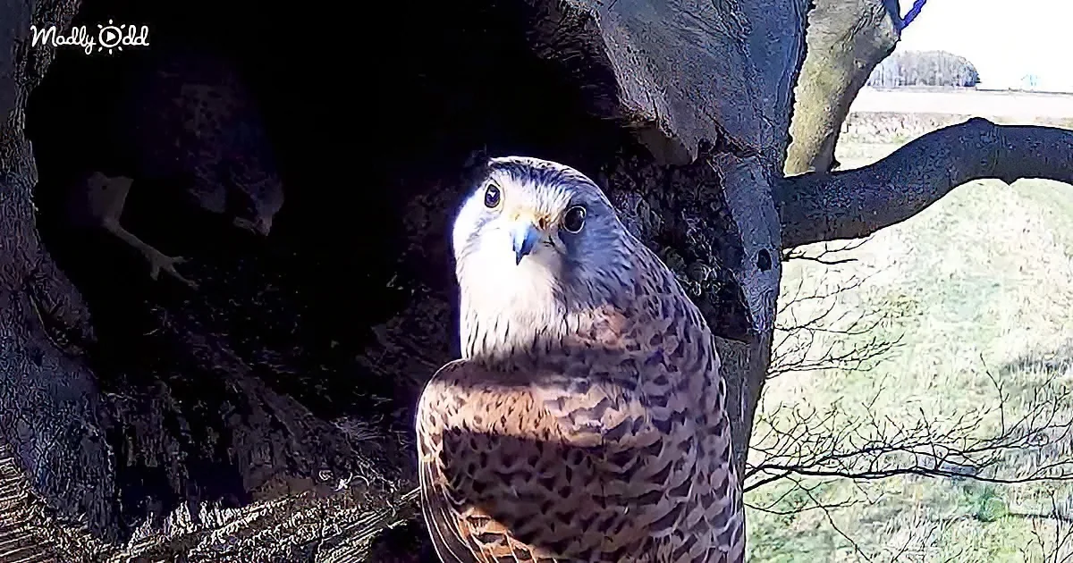 A perched bird with spotted feathers and sharp beak, nestled in a tree hollow, surrounded by sunlight and greenery.