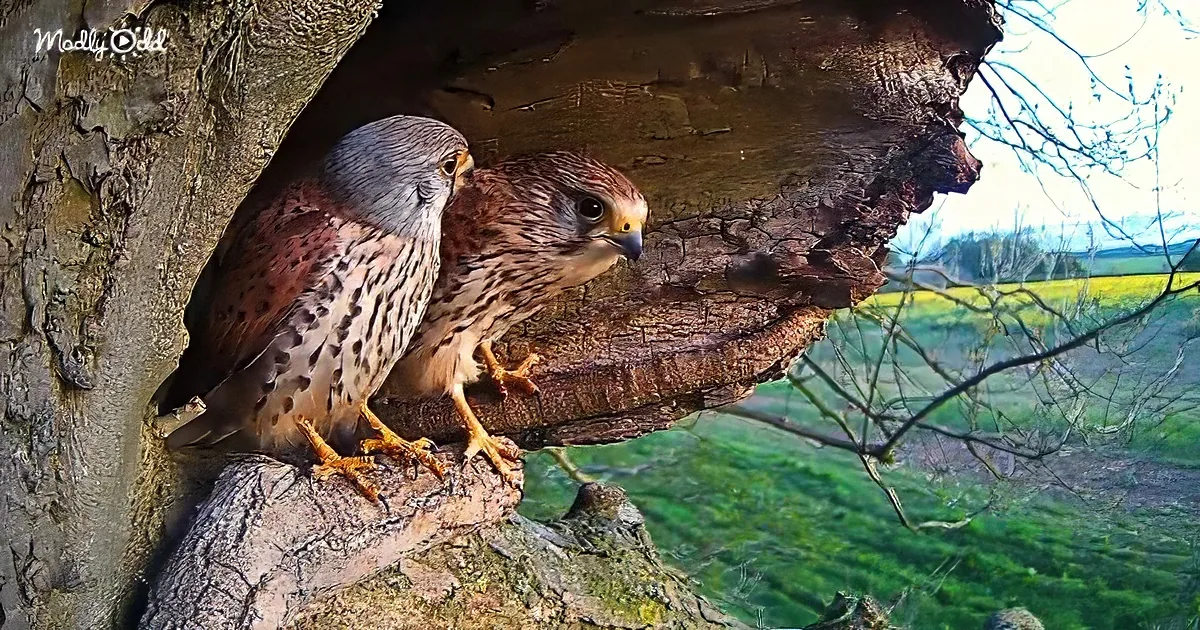 Two kestrels perch on a tree branch, one looking out, the other resting, with a scenic background.